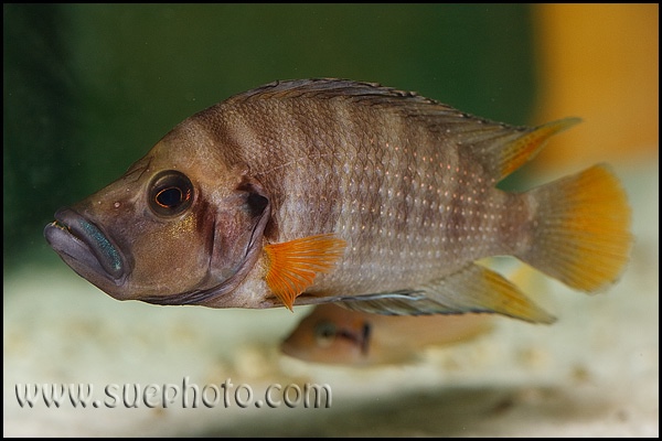 Altolamprologus compressiceps 'Chituta Bay'